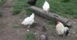 La Nature au  Balcon