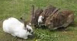 La Nature au  Balcon