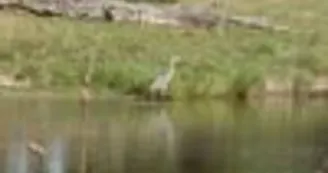 La Nature au  Balcon